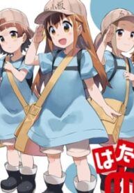 Platelets At Work